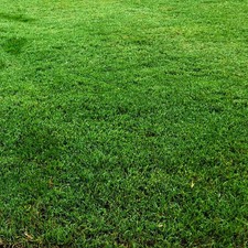 Bermuda Grass, Coated Unhulled Seeds - For 2026 Planting Warm Season picture