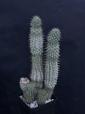 Hoodia Species MULTI HEAD not Euphorbia cactus turbinicarpus copiapoa rare picture