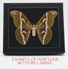 SAMIA CYNTHIA MOTH SPREAD  A+++ QUALITY  (PLS READ DESCRIPTION) picture