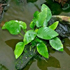 *BUY 2 GET 1 FREE* Anubias Barteri Round Leaf Easy Live Aquarium Plants ✅ picture