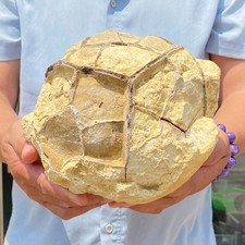 13.18LB Natural Septarium Dragon's Stone Septarian Raw Rough Mineral Specimen picture
