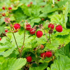 Wild Strawberry Plant - 3-6