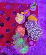 WYSIWYG Mixed Reef Pack picture