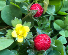 Wild Strawberry | Indian Strawberry | Easy Hardy Fruit with Cheerful Flowers picture