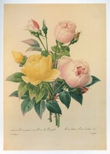Vintage Redouté Print Yellow and Pink Bengal Roses Bouquet Botanical Floral Art picture