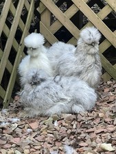6 Silkie hatching eggs Chance Of Splash,white,buff,blk,blue,choc&partridge picture