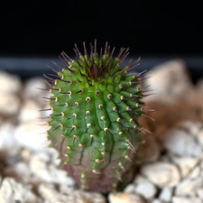 Hoodia parviflora x flava - 2.5