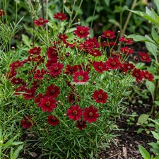 COREOPSIS RED DWARF Coreopsis Tinctoria - 5,000 Bulk Seeds picture