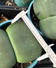 haemanthus sanguineus, near flowering size 4 cm+ in diameter picture