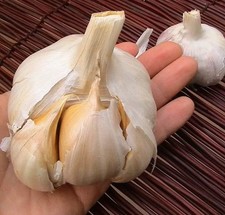 Elephant Garlic 2 Huge Bulbs Great for Spring Fall Planting Non GMO Mild Tasting picture