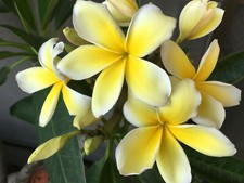 HAWAIIAN MIXED PLUMERIA FRANGIPANI PLANT CUTTINGS - FRAGRANT EASY TO GROW picture