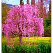 20 SEEDS for Pink Fuchsia WEEPING SAKURA CHERRY rare exotic tree USA Seller picture