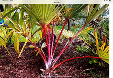 ***20 RARE seeds***Latania lontaroides***RED Latan palm***FREE SHIPPING*** picture