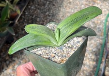 Gasteria hybrid ‘Little Warty’ x carinata Succulent Cactus Plant picture