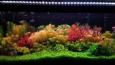 live aquarium plants 135 Stems Live Aquarium Plants PackAge Gorgeous picture