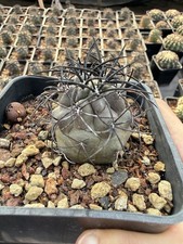 1pcs Copiapoa griseoviolacea 3-4cm seedgrown Succulent Plant picture
