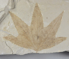 Sycamore, Macgintea wyomingensis, Leaf Fossil, Bonanza, Utah picture