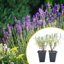 2 Grosso Lavender, Live Plants in 3.5