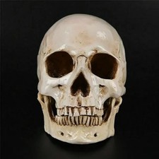 Human Skull Model Resin Life Size Anatomical Replica Medical Halloween Decor picture