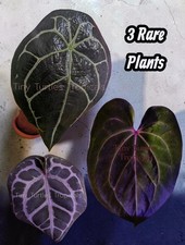 Anthurium Rare Bundle: clones with foliage SHIPS from UNITED STATES picture