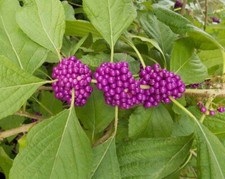 100+ PURPLE AMERICAN BEAUTY BERRY BEAUTYBERRY CALLICARPA AMERICANA ORGANIC SEEDS picture