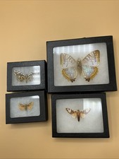 4 Various BUTTERFLY Framed Morpho Sulkowski ,Moth sap,Arct Arachis Zuni,Gra Mmia picture