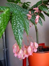 Imported Drooping Begonia For Your Home & Garden pack of 4 bulbs picture