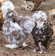 Silkie hatching eggs 6 Chocolate Mauve Mottled Silkie, Showgirl, Frizzle NPIP picture