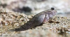 Mudskipper Boddart's 2 Inch Live Brackish Fish Aquarium Goby Amphibious picture