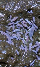 200+Purple-Lilac (Ceratophysella sp.) -Soil Mix Culture-Reptile Supplies/Feeders picture
