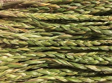 1 Sweetgrass Braid 18-24” Hierochloe Odorata Smudge picture