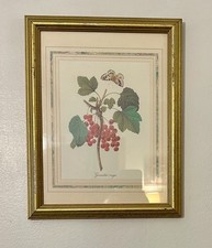 Vintage Framed Pierre Joseph Redouté Red Currant Botanical Print 10x12 picture