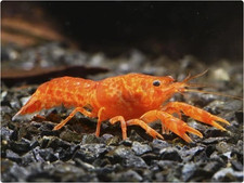 5 + 2 Extra DOA High Grade Young Juvi Mexican Orange Dwarf Crayfish picture