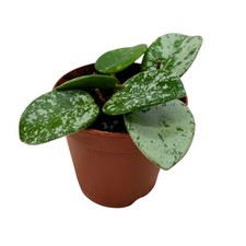 BubbleBlooms Hoya Mathilde Splash 2 inch picture