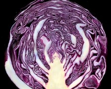 250 Red Acre Cabbage Seeds - Heirloom Non-GMO Red Cabbage Seeds picture