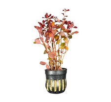 Ludwigia Sp. 'Super Red Mini' Potted | Buy3Get1Free | Live Aquatic Plants picture