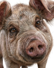 Shaggy Pig Extreme Close-Up with Pink Snout on White Print - 757676900 picture
