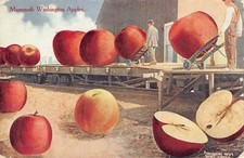 Postcard WA: Mammoth Washington Apples, Exaggerated Size, c1910, Washington picture