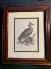 c1811 Antique Crested Black Vulture from Edwards  Engraved by Mrs. Edwards picture