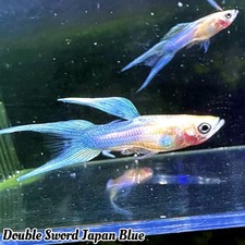 1 PAIR- Double Sword Japan Blue Guppy - FREE 2 DAY SHIPPING - Live Guarantee picture