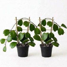 Hoya Kerrii Heart Starter Plants (2-Pack) | Partial Shade, Indoor, USDA 10 picture