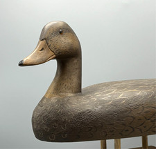 OUTSTANDING ANTIQUE DUCK DECOY ONTARIO MALLARD HEN IN NEAR MINT ORIGINAL PAINT picture