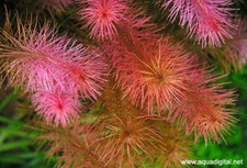 3 Stems rotala Wallichii live aquarium plants beautiful FREE S/H Rare picture