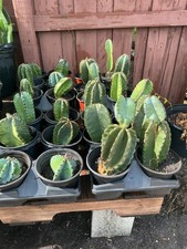 PERUVIAN APPLE CACTUS  (Cereus peruvianus )ORGANIC ROOTING (2