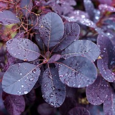 PURPLE SMOKE tree 4