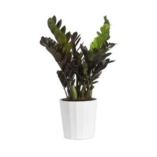 Costa Farms Raven® ZZ Zamioculcas ‘Dowon’ Trending Tropicals Li picture