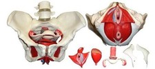 Medical Anatomical Female Pelvis Model with Removable Organs 6-part Life Size US picture
