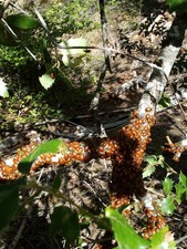 Live Ladybugs  ( 1500)  For Greenhouse, Hydroponics, Herds, Vegetables, Flowers. picture