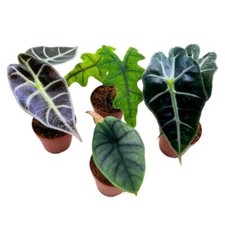 Rare Alocasia Assortment, 2 inch Set of 4, Jewel Variegated Jacklyn, Cuprea Pixi picture