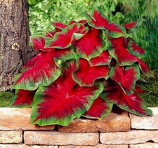 Florida Cardinal Caladium Bulbs for Planting - Perennial Hosta (6 Bulbs picture